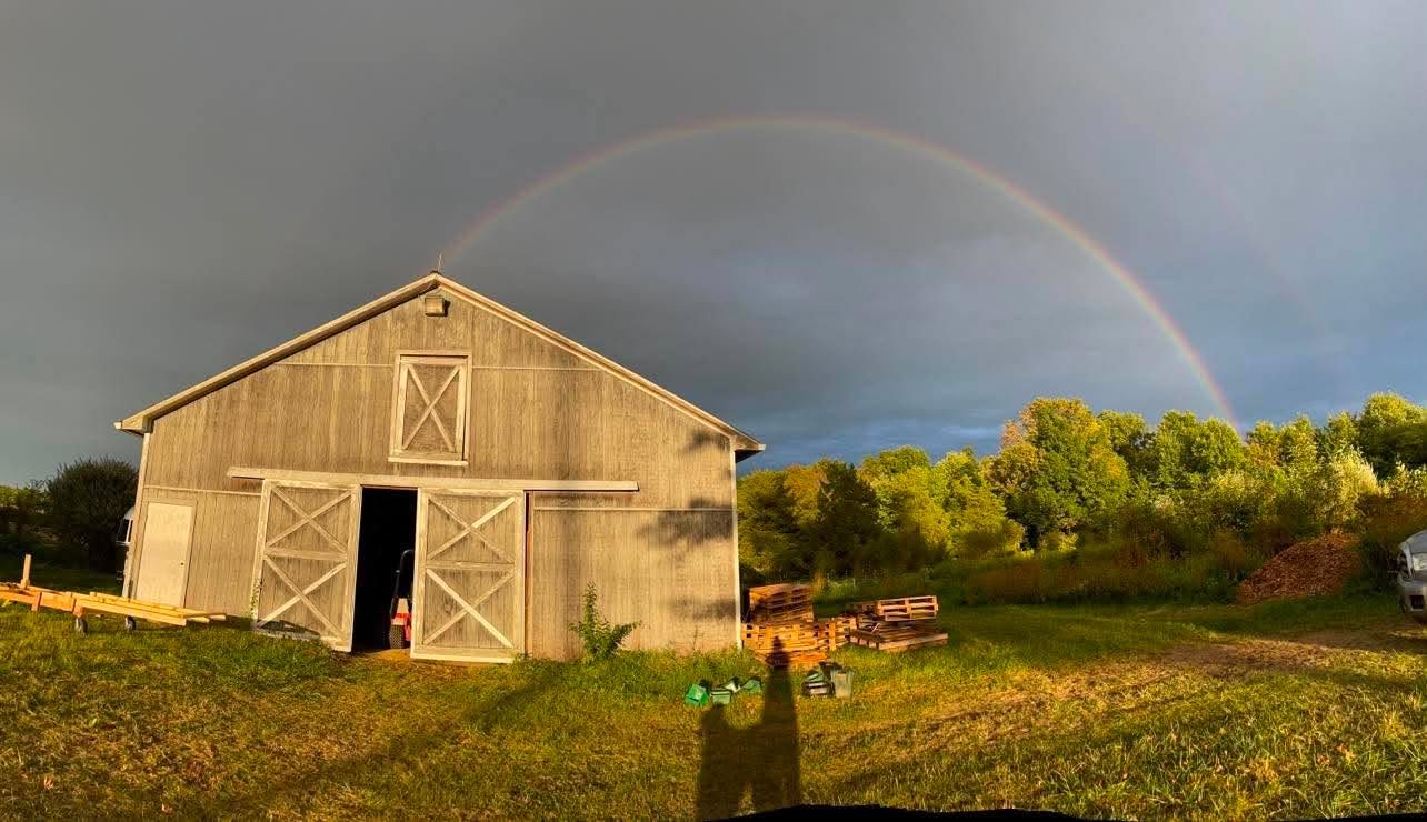 A rainbow arching over the farm's grey barn at golden hour
