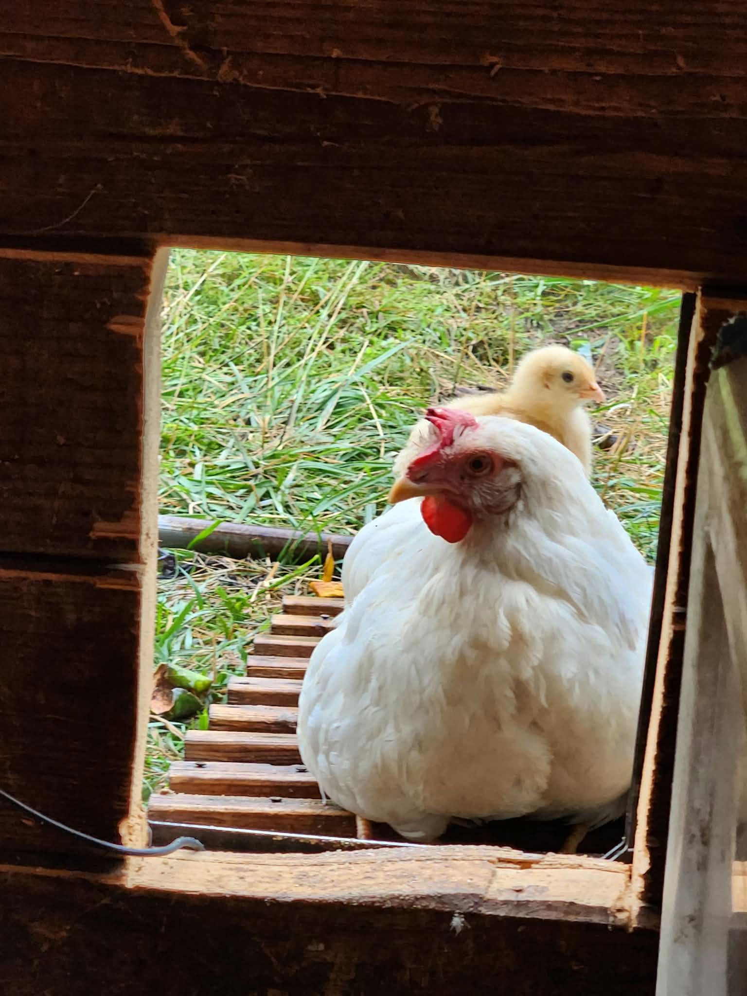 A hen in the coop doorway with a yellow chick peeking over her back