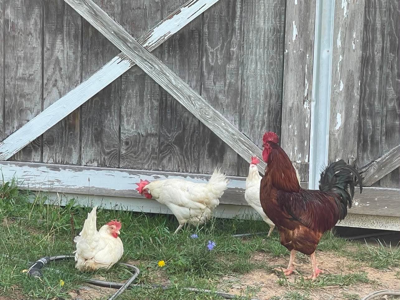 White hens and a red rooster foraging by the barn door