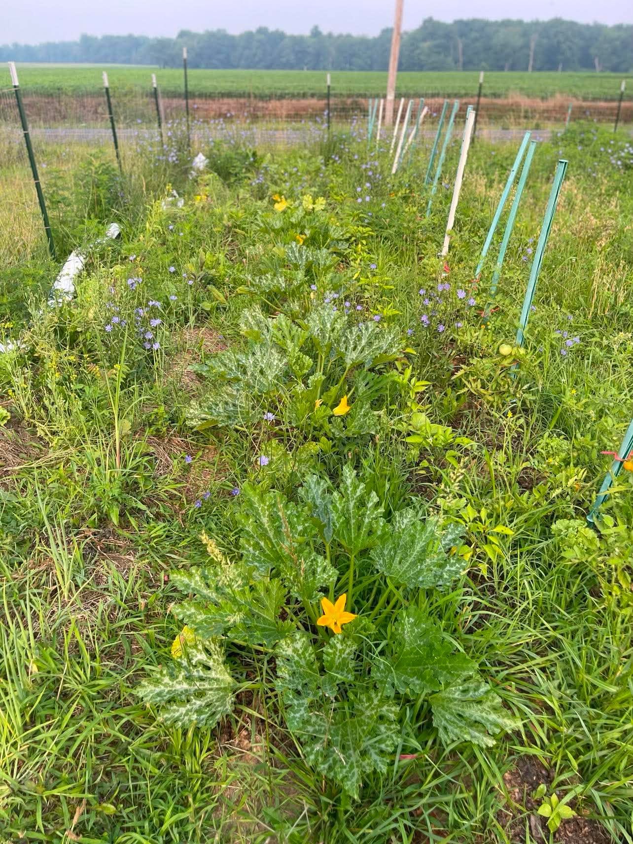 Zucchini plants in flower among chicory in a fenced garden bed