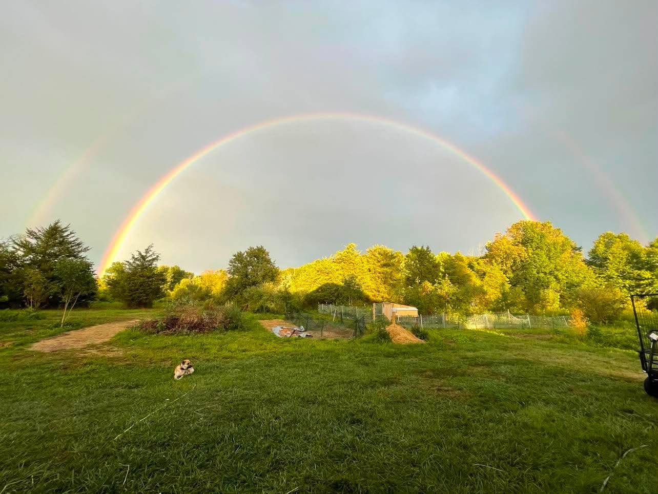 A full double rainbow over the pasture with a dog resting in the grass
