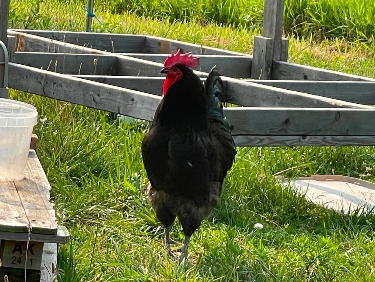 A black rooster standing in the grass beside the garden beds